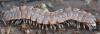 301582 – Photo : Christian Berquer – France (05)